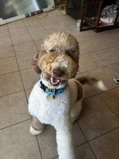 Photo from customer review