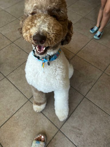 Photo from customer review