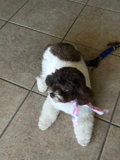 Photo from customer review