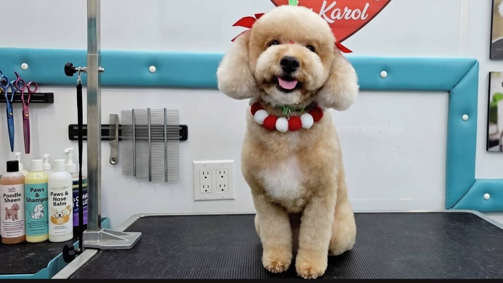Un perro caniche (poodle) de color café claro con un corte de pelo pomposo, sentado en una mesa de peluquería canina. Grooming by Karol
