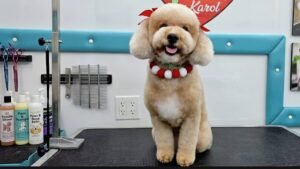 Un perro caniche (poodle) de color café claro con un corte de pelo pomposo, sentado en una mesa de peluquería canina. Grooming by Karol
