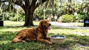 Orlando Extreme Heat: Why Smart Grooming Protects Your Dog